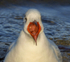Black Headed Gull by Kath Wright