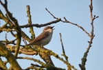 Lesser Whitethroat