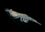 Crangon crangon