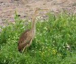 Purple Heron