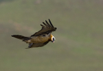 Bearded vulture