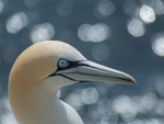Portrait of Gannet at Saltee Island in County Wexford