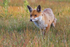Fox in Meadow 4