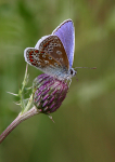 Common Blue