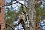 Northern Hawk Owl