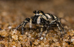 Zebra Spider - Female