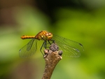 Ruddy Darter