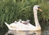 Ride a White Swan