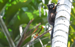 Brown -Mantled Tamarin