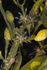 Clava multicornis