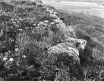 0564 - The Foot of Escalls Cliff