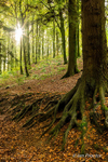 Sunlight bursting through Portglenone Forest