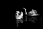 Swans 11