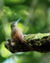 Cocoa Woodcreeper perched, Costa Rica