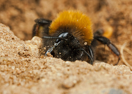 [i]Andrena clarkella[/i] female excavating a burrow with her mandibles. Warwickshire 2013.