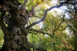 Ancient Chestnut