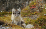 Polar fox.