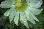 Rhubarb and Sunflower