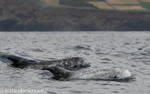 Risso's Dolphin