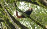Red Panda
