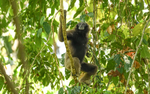 Tabin wildlife reserve