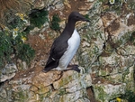 Common Guillemot