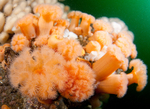 Metridium dianthus