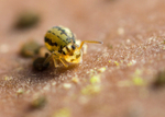 Sminthurinus elegans