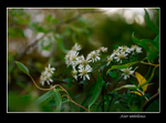 Aster umbellatus