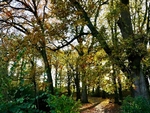 Autumn At Slimbridge WWT, Glos