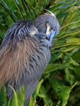 Tricolored Heron preening, Wakodahatchee Wetlands, Florida
