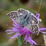 Oberthurs Grizzled Skipper (Pyrgus armoricanus) M