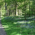 holmewood bluebells loweswater