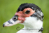Mother Duck