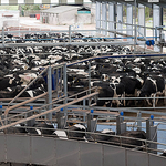 Milking Parlour - 36