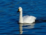 Bewick's Swan