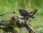 Juvenile Blackbird