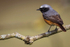 REDSTART MEGA