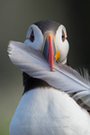 Puffin with feather