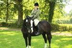 S33 - Working Hunter & Working Show Horse portfolio