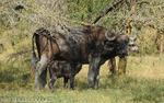 Mother and calf buffaloes.