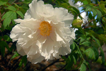 Japanese Peony