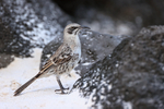 Espanola Mockingbird among lava rocks, Espanola, Galapagos