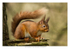 Red Squirrel