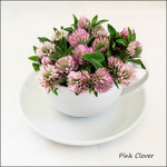 Pink Clover