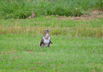 Common Buzzard