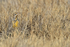 Western Meadowlark head above grass, New Mexico, USA