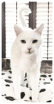 Diabetic-Cat-Sitter-Chiswick