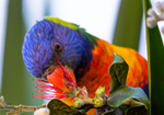 Lorikeet Tongue 2