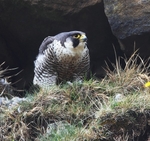 Adult Peregrine